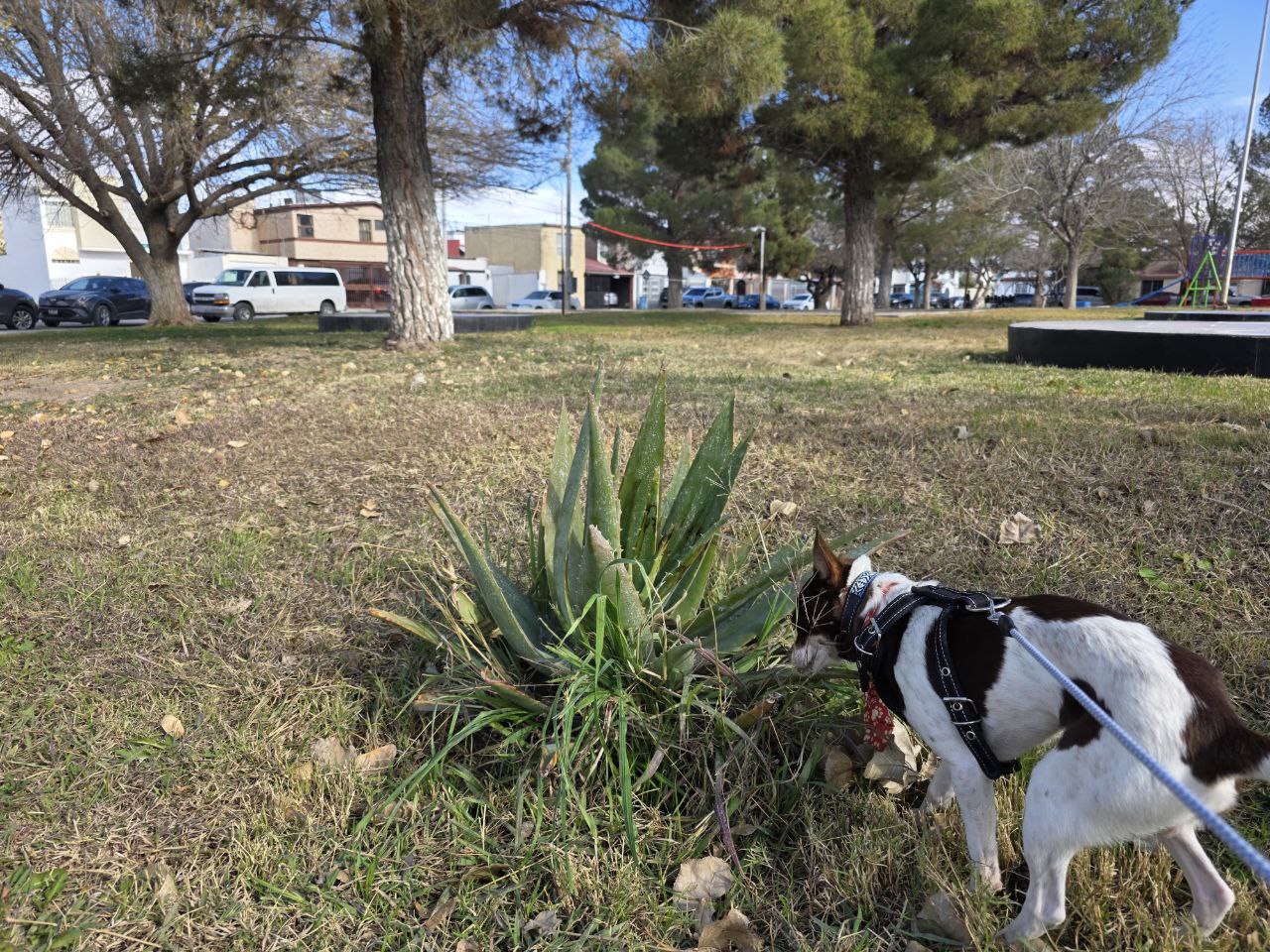 planta de agave sobre pasto verde en un parque siendo holida por un perro chihuahua de manchas blancas y cafés